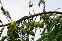 Amla
